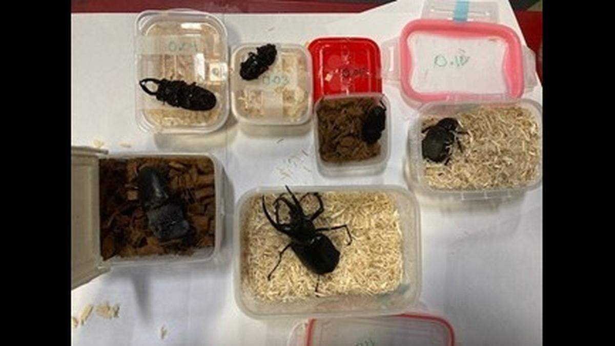 The beetles found at John F. Kennedy International Airport.