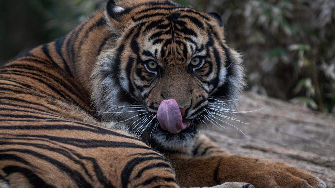 A Sumatran tiger is shown at the Attica Zoological Park in Spata, near Athens, Greece. A San Diego Zoo Safari Park exhibit has been closed after six Sumatran tigers tested positive for the coronavirus after coming down with coughs, officials say.