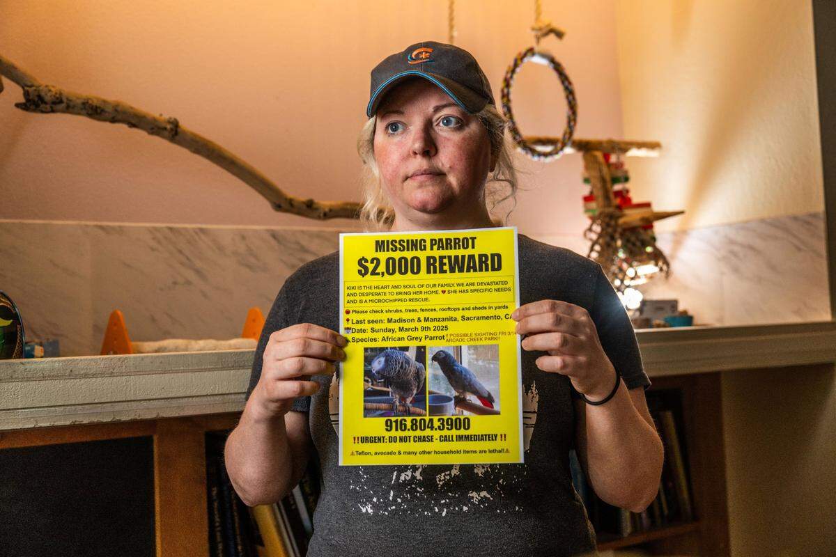 Carmichael resident Holly Franklin holds a poster on Friday offering a $2,000 reward for KiKi, an African grey parrot with a social media presence who went missing two weeks ago.
