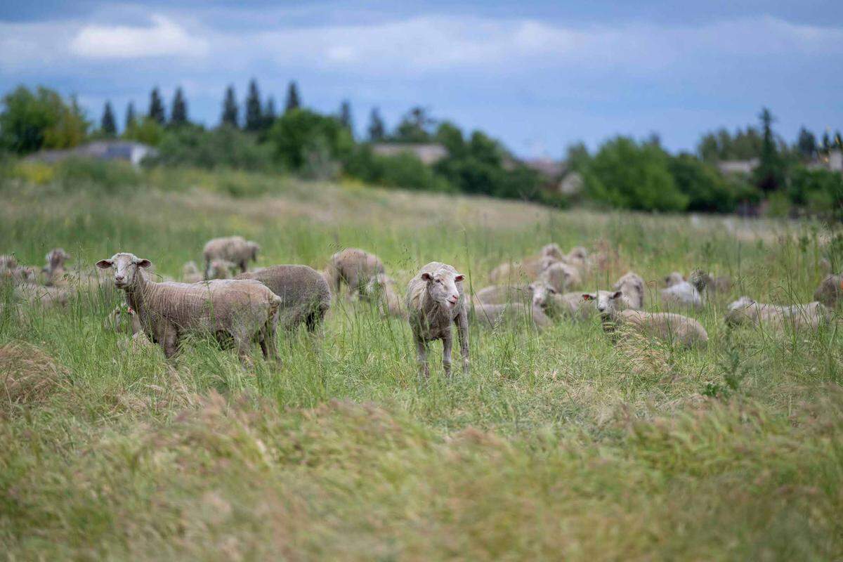 Sheep graze at the North Natomas Regional Park in 2023 as part of a weed management program by the city of Sacramento. 