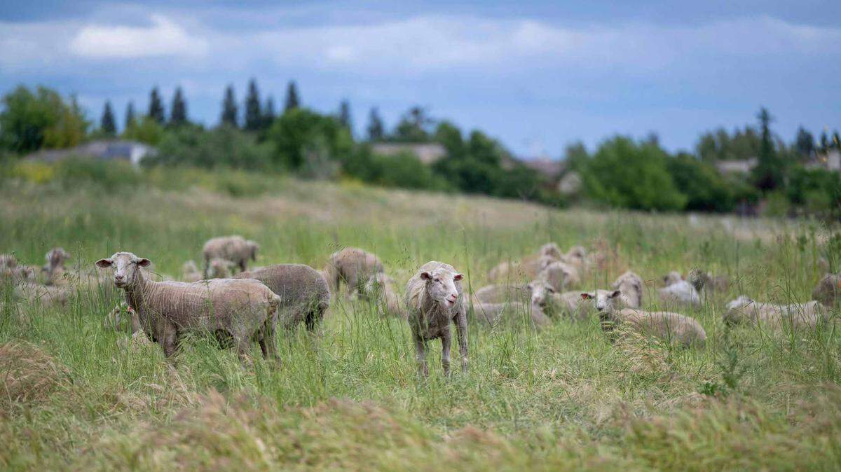 Sheep graze at the North Natomas Regional Park on Tuesday, May 2, 2023, as part of a weed management program by the city. They are estimated to have a 30-to-40-day graze period at the park.