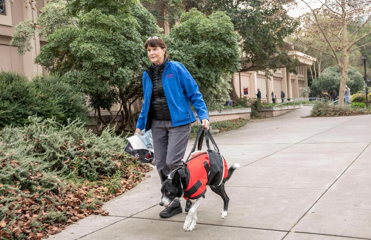 Lin Drafton of Redding helps her border collie River walk back to their truck on Monday after a visit to the UC Davis Small Animal Pet Clinic.