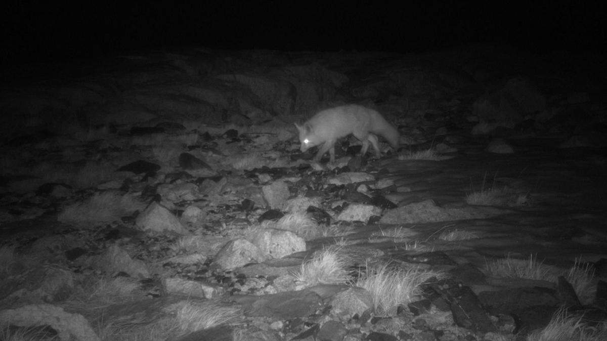 Trail cameras catch photos of Sierra Nevada red foxes, not seen in the Sequoia and Kings Canyon National Park area of California since the 1930s.