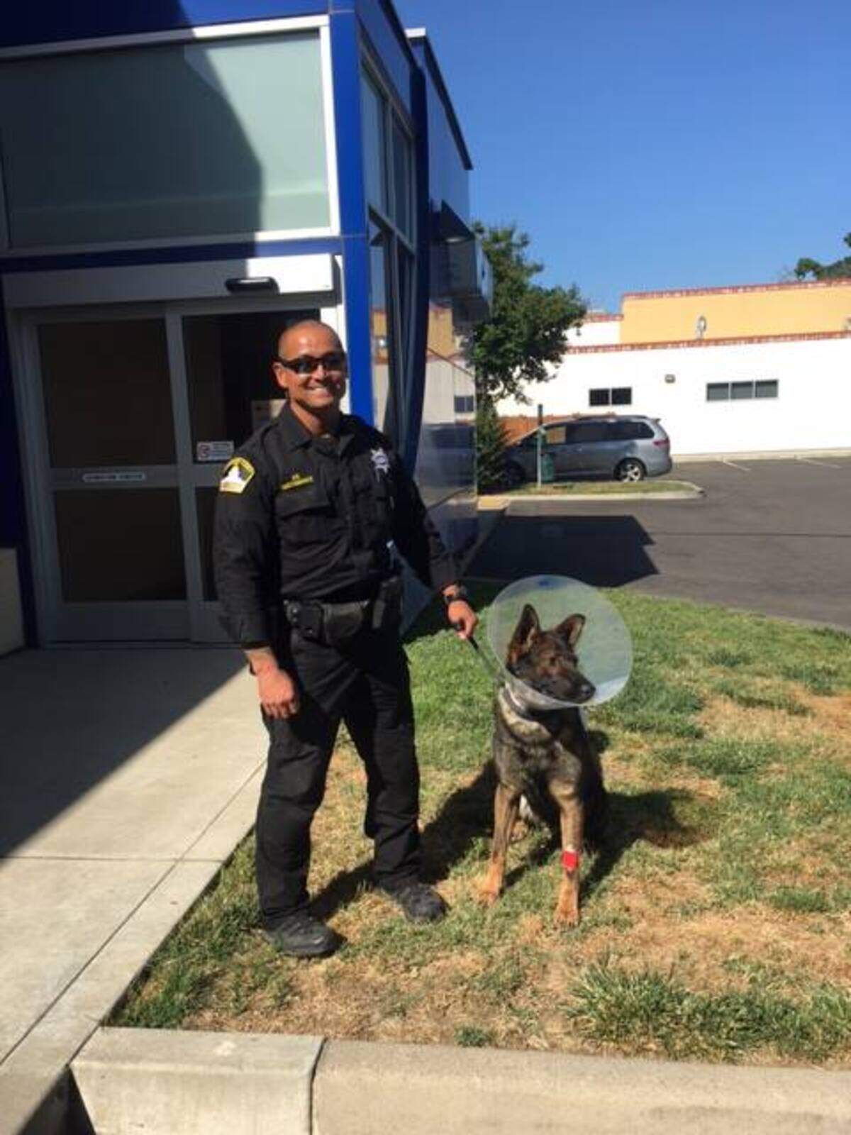 Jedi, a K-9 officer with the Sacramento County Sheriff's Department, is released after treatment for his wounds from a stabbing on Saturday.