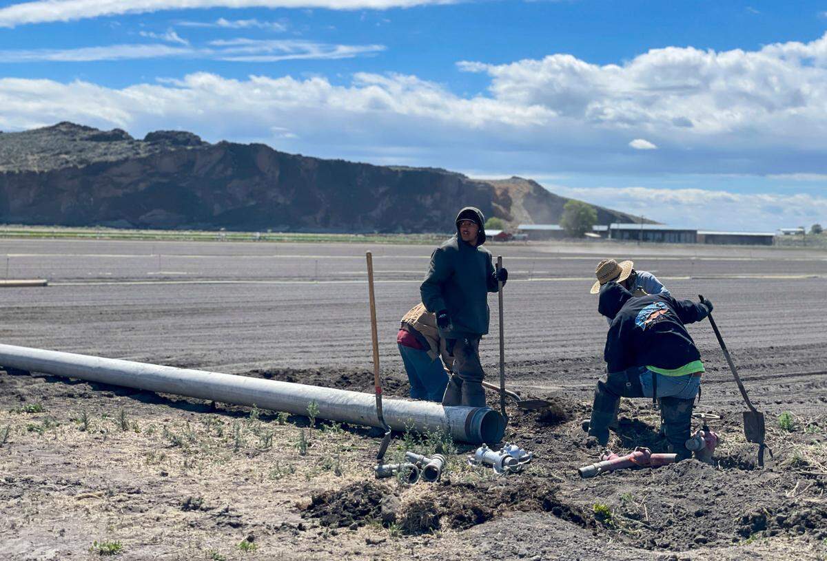 Farm workers in the Klamath Basin near Tulelake set up irrigation lines last week to pump well water onto a farm field whose surface water has been cut off.