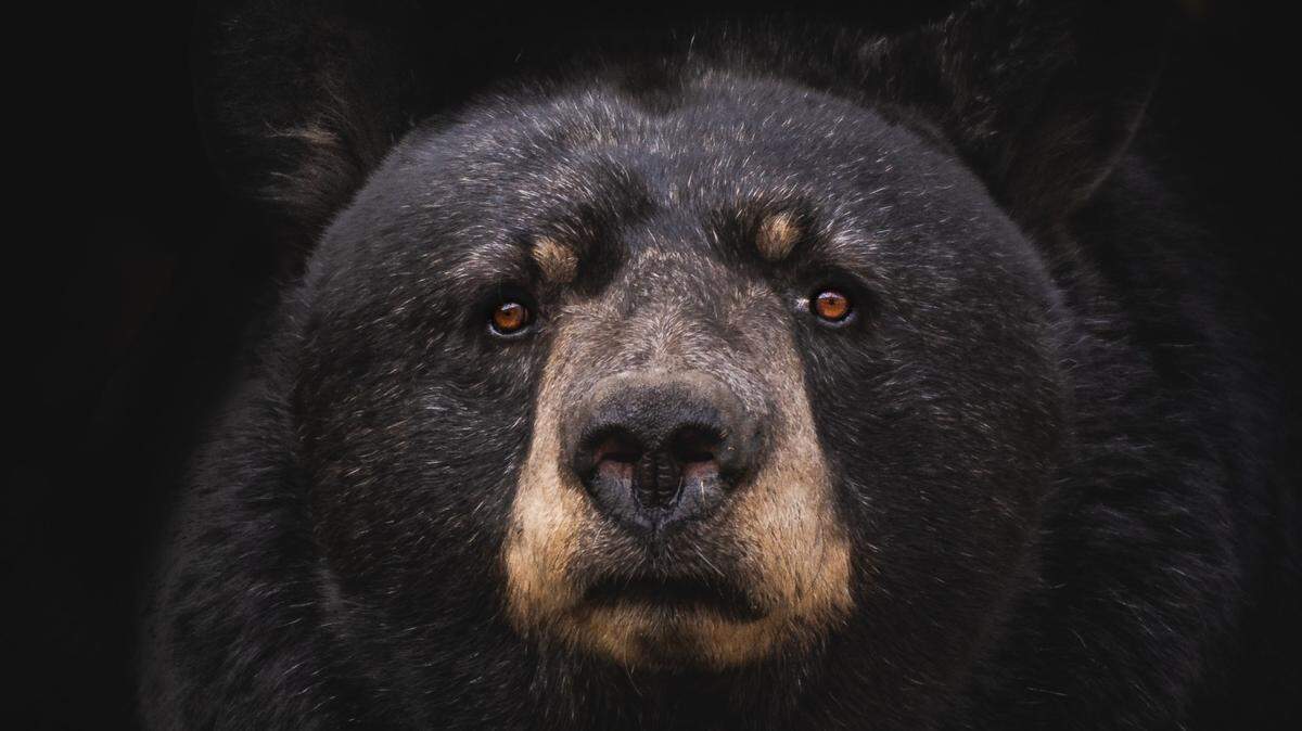 Wildlife officers killed a bear and accidentally killed a cub after the mother charged two boys in Colorado Springs, Colorado officials say.