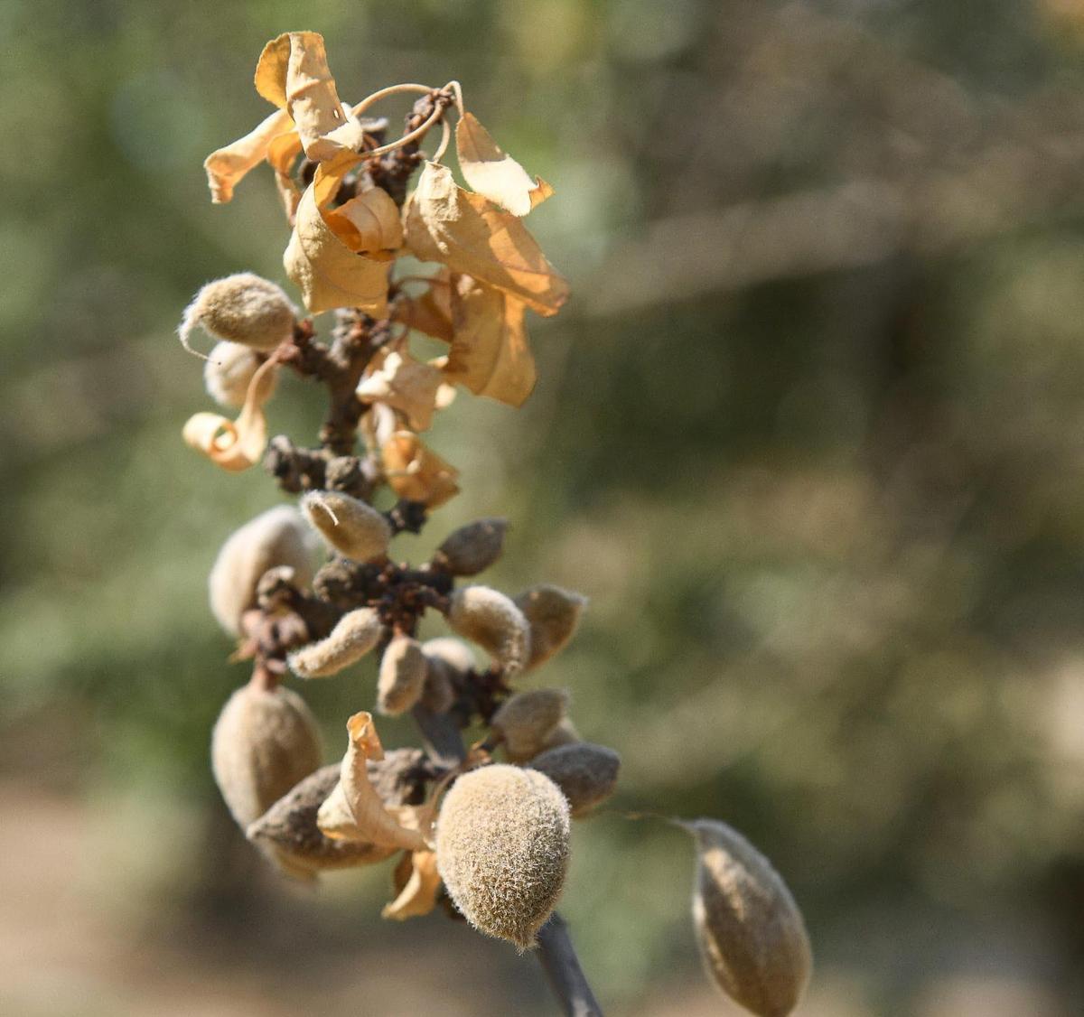 A few immature almonds grow on a tree limb with withered leaves in an orchard at Joe Del Bosque’s Empresas Del Bosque farm in western Fresno County in August. Del Bosque says the inability to get enough water for his orchards has resulted in smaller almonds.