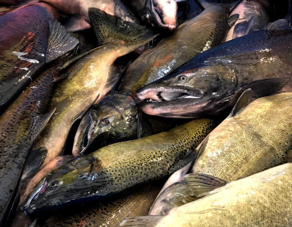 Salmon that have been processed for their eggs wait to be shipped in 2018 at the Nimbus Fish Hatchery. Visitors can watch the process this year from 8 a.m. to 10 a.m. Dec. 11 and 14 at the hatchery located at 2001 Nimbus Road in Gold River.