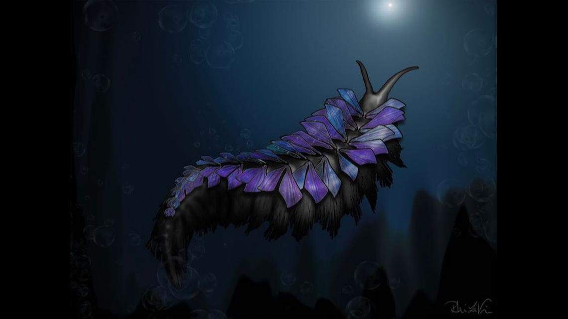 Reconstruction of Shaihuludia shurikeni from the Spence Shale of Utah. Artistic reconstruction of an adult specimen by Rhiannon LaVine.