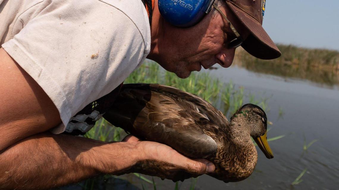 Disease is decimating California’s wild ducks and shorebirds. What’s really responsible