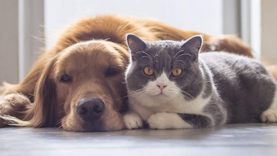 Perros y gatos serán vacunados gratis en esta clínica de Sacramento por tiempo limitado