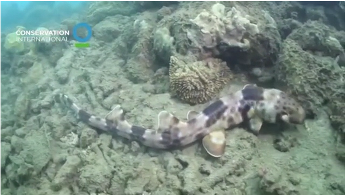 The four new species almost doubled the total number of known walking sharks to nine, the study says.