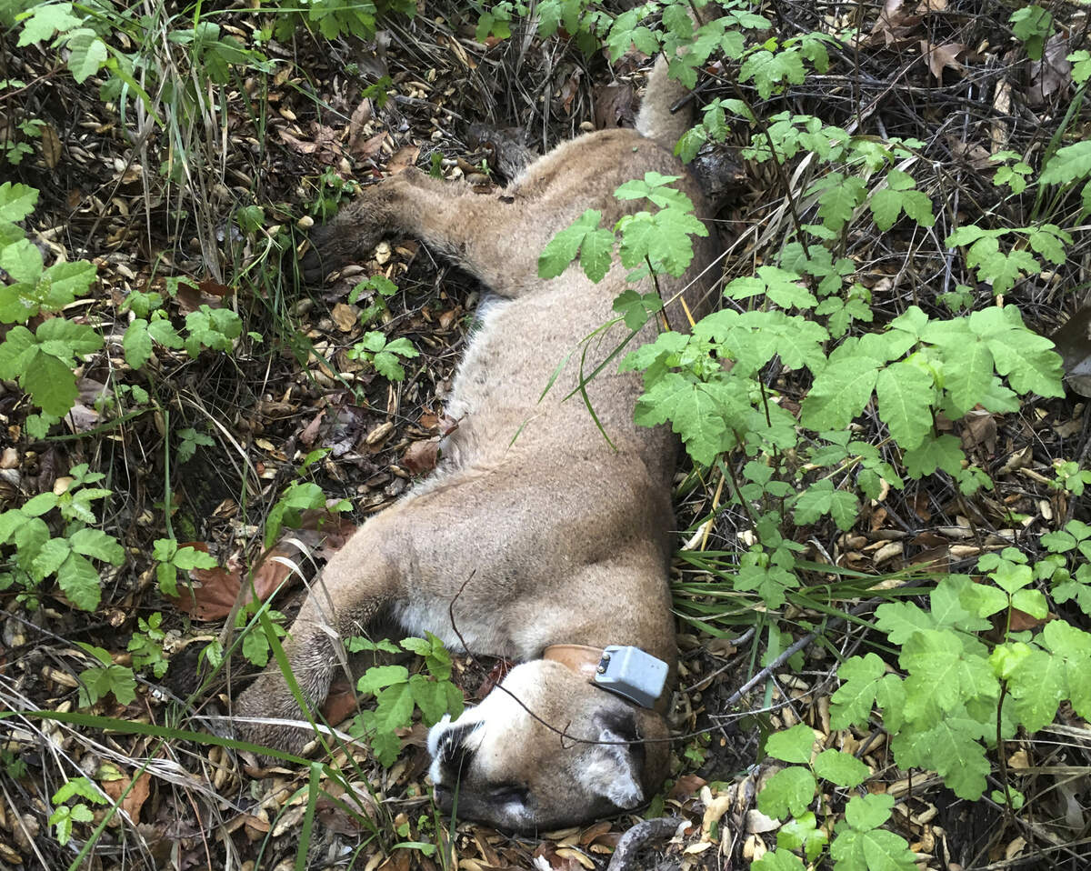 This March photo provided by the National Park Service shows a mountain lion known as P-47 when it was found dead in the Santa Monica Mountains National Recreation Area west of Los Angeles. P-47 had no visible wounds when he was found, but authorities say he had rat poison in his system. It’s unclear if that caused the death. Researchers say P-47 may have eaten a squirrel or other animal that ingested the poison, or snacked on a coyote or other predator that ate tainted prey.
