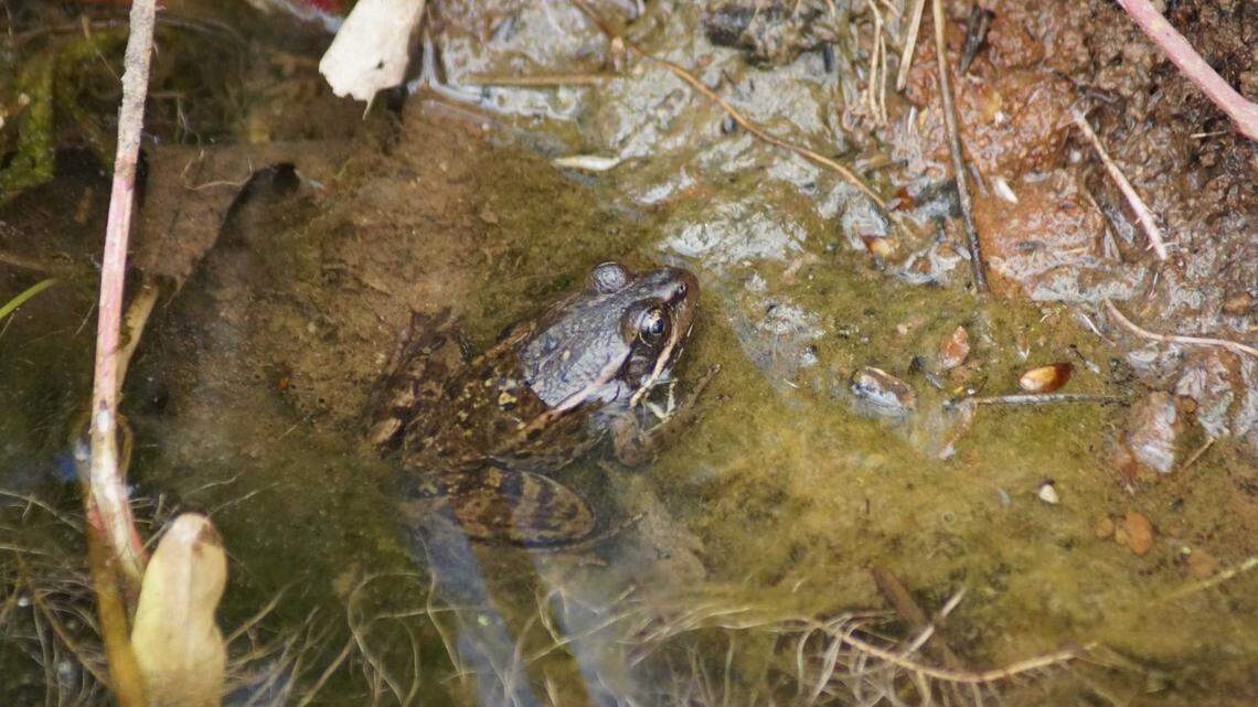 The California red-legged frog is a threatened species that resides in the Tahoe National Forest.