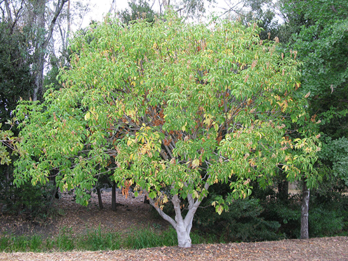 California buckeye tree