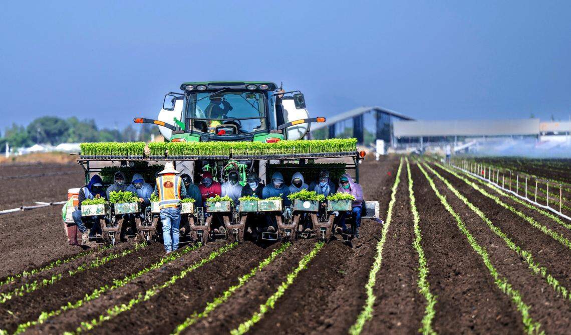 Farmworkers sit on the back of a tractor as they plant tomato plants near Stockton in June.