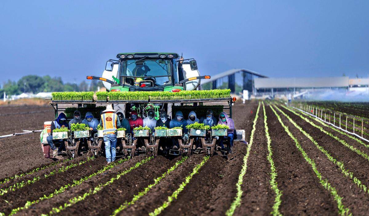 Farmworkers sit on the back of a tractor as they plant tomato plants near Stockton in June.
