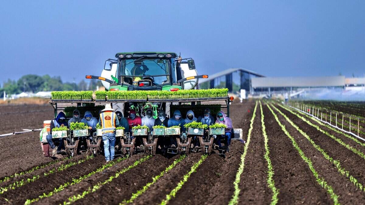 Farmworkers sit on the back of a tractor as they plant tomato plants in Stockton on June 3, 2025. A recent UC Davis study suggests gene editing may strengthen tomatoes’ immune response against disease.