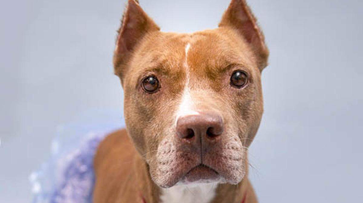 Cinnamon is a 7-year-old female Staffordshire Bull Terrier available at the Sacramento SPCA.