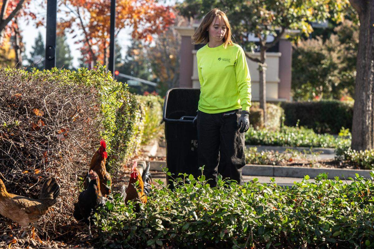 Brooke Barron, picks up garbage at the Kohl’s parking lot as chickens get out of her way in Yuba City on Nov. 12.
