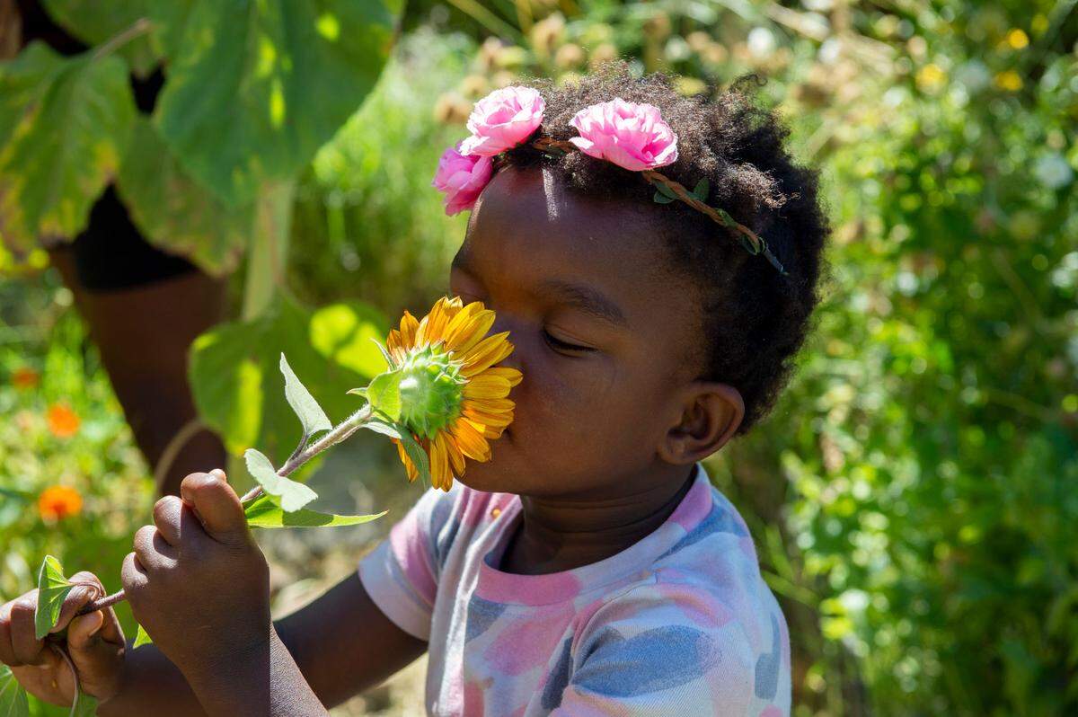 Manat White-Bay, 4, smells a sunflower in the garden at her home in Oak Park on July 17. Her mom, Alexandria White, wanted to build an urban garden so her kids would have a connection to how food is grown and wouldn’t be afraid of dirt or bugs.