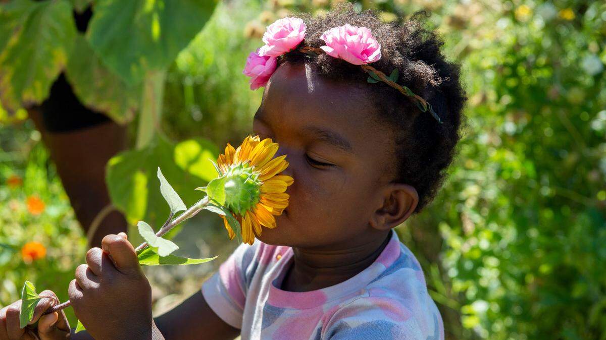 Manat White-Bay, de 4 años, huele un girasol en el jardín de su casa en Oak Park, el sábado 17 de julio de 2021. Su madre, Alexandria White, quería construir un huerto urbano para que sus hijos conocieran cómo se cultivan los alimentos y no tuvieran miedo a la tierra ni a los bichos.