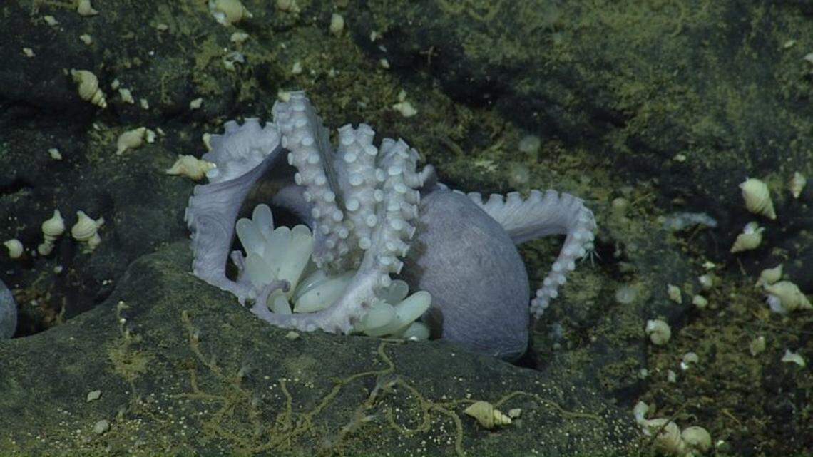 A pearl octopus mother nests in a rocky crevice of the “octopus garden.”