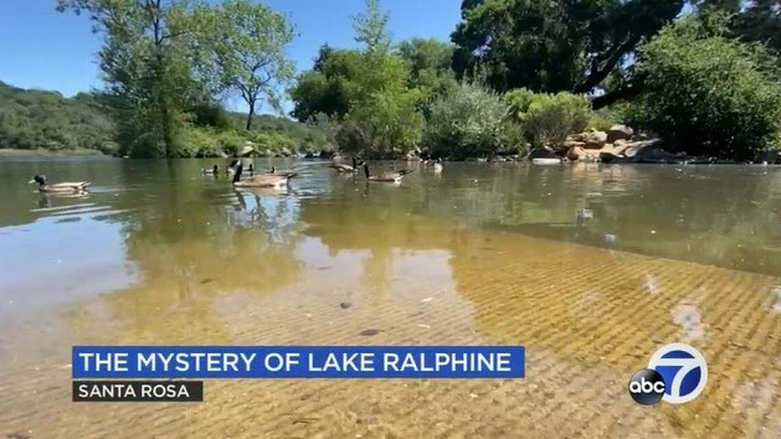 A video shows a huge, invasive creature in Lake Ralphine at a Santa Rosa park in California.