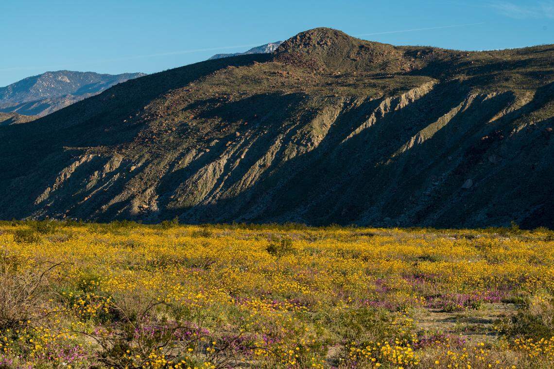 DSC_0670 Anza-Borrego Desert State PArk © 2019, California State Parks. Photo by Brian Baer