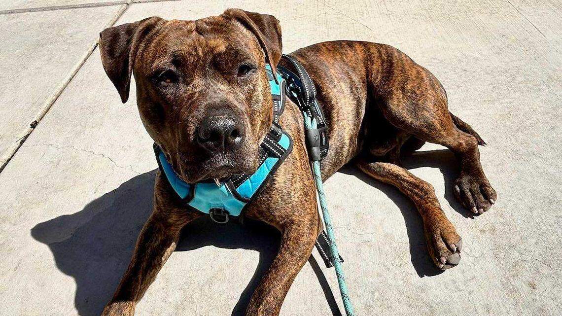 A dog with the Sacramento County Bradshaw Animal Shelter rests during an outing with the Barks and Recreation program. Barks and Recreation allows Sacramento County residents to take out shelter dogs for the day.