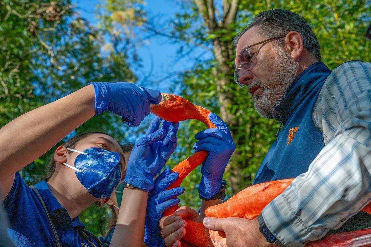 Dan Simon, right, CEO of the Sacramento Zoo, holds a Caribbean flamingo during its annual exam during the flamingo roundup on March 12. 