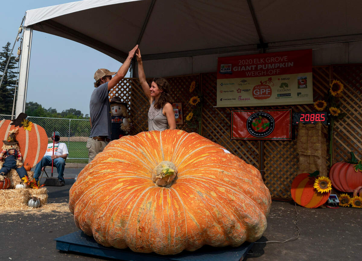 12. Madison and Allison Thomson of Newcastle celebrate winning first place with a pumpkin weighing 2,089 pounds at Elk Grove’s Giant Pumpkin Festival weigh-in Saturday, Oct. 3, 2020. Madison said he has been growing for about 10 years, but this was his first year competing in a big grower’s competition. To help ensure social distancing requirements due to the coronavirus, about eight specimens were weighed per hour and spectators were prohibited.