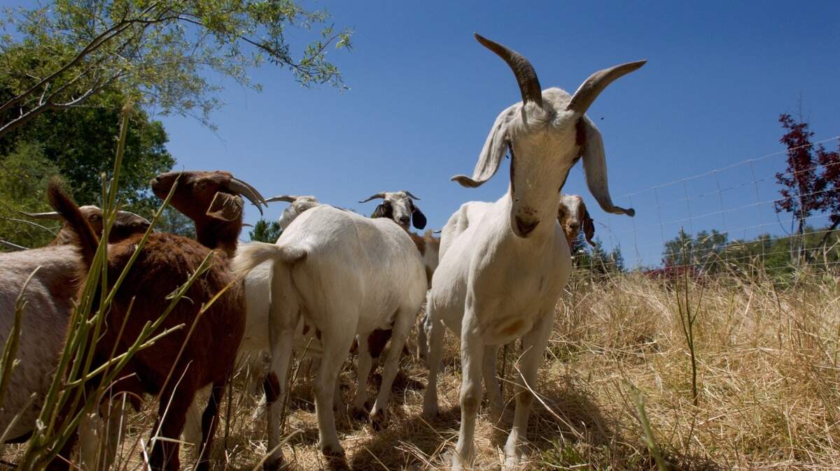 Goats are seen eating weeds to thin out wildfire fuel in El Dorado Hills in May 2007. Placer County plans to deploy 2,000 goats and sheep in western Placer County to reduce wildfire risk.