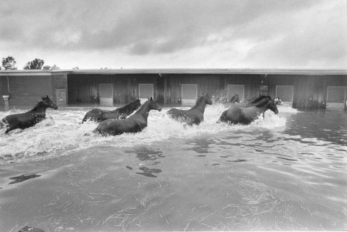 Loose horses at Cal Expo tromp through the high flood water near the stables in 1986, during a Pineapple Express system that ravaged Northern California, causing $400 million in damage.