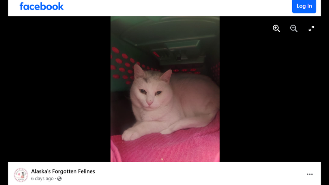 Luna, a cat that went missing in Alaska, has been reunited with her owner several years later and 3,400 miles away, according to a cat rescue group and news reports.