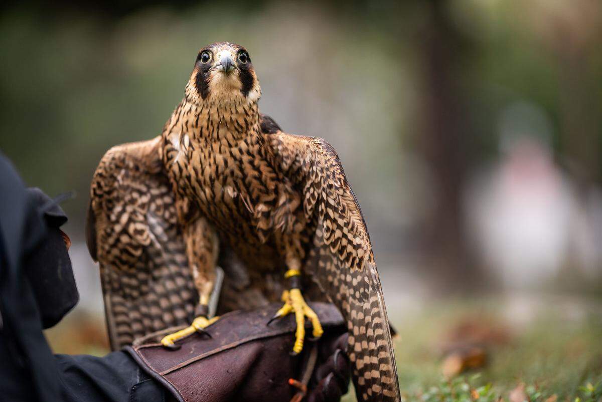 Hans, first-year male California peregrine falcon, is perched on falconer Karl Kerster’s glove.