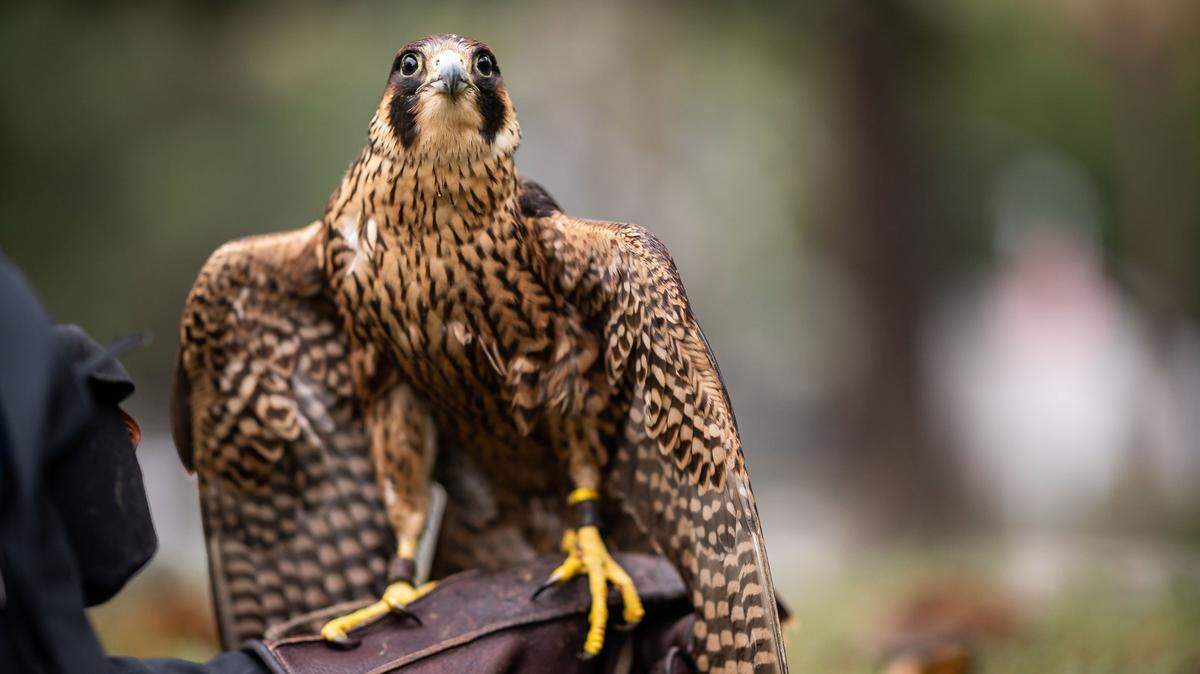 A California falconer was charged after leaking a ‘stolen’ test. Read the game warden’s report