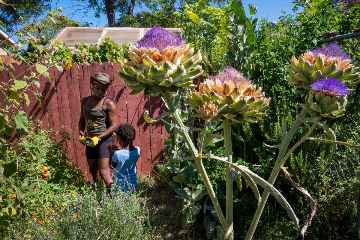 Alexandria White picks tomatoes with her daughter Manat White-Bay, 4, at their home garden in Oak Park on July 17. White moved to Sacramento about five years ago and built out her garden with the help of Yisrael Family Farm. She’s a big advocate for growing your own food as a means of empowerment, healthy living, and encouraging others to eat fresh food, particularly low income neighbors of color.