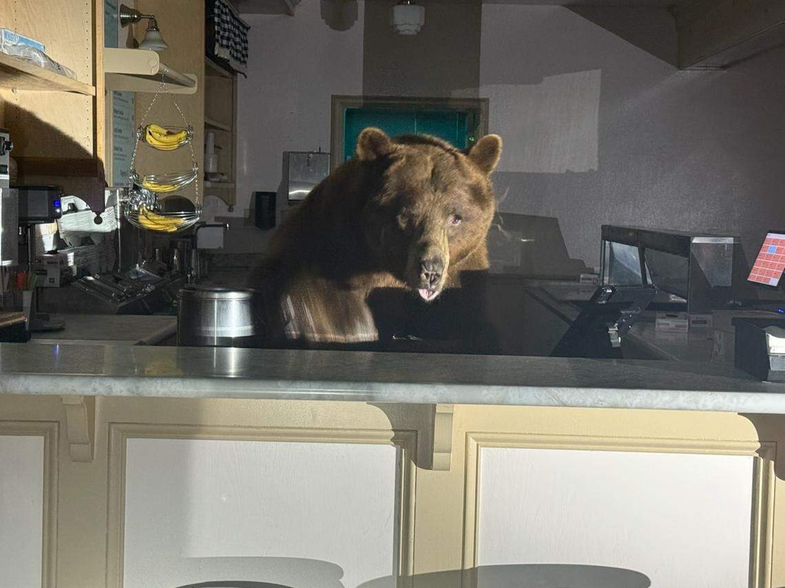 Fuzzy the bear appears to be ready to serve a banana split at the Ice Cream Parlor at Camp Richardson in South Lake Tahoe in August 2025.