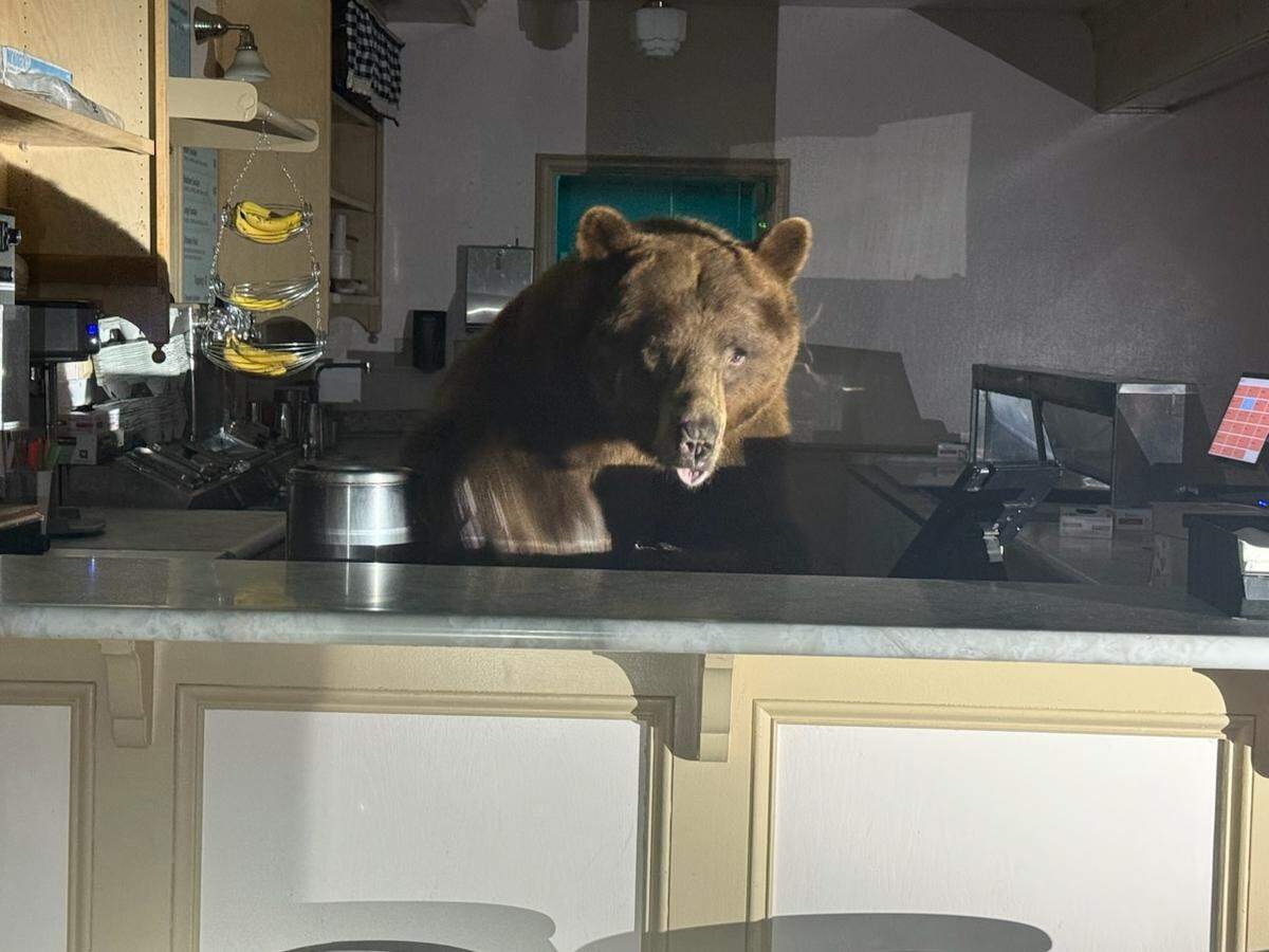 Fuzzy the bear appears to be ready to serve a banana split at the Ice Cream Parlor at Camp Richardson in South Lake Tahoe. El Dorado County Sheriff’s Office deputies were called to the shop early Sunday morning, Aug. 17, 2025, as Fuzzy was enjoying some strawberry ice cream.