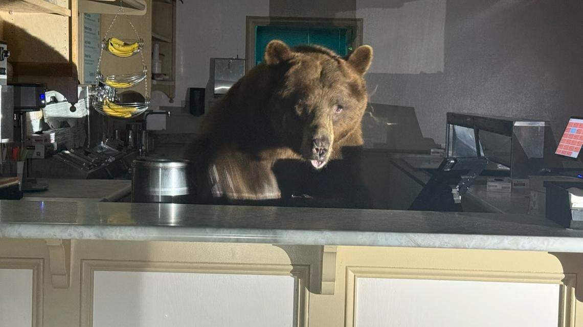 Fuzzy the bear appears to be ready to serve a banana split at the Ice Cream Parlor at Camp Richardson in South Lake Tahoe. El Dorado County Sheriff’s Office deputies were called to the shop early Sunday morning as Fuzzy was enjoying some strawberry ice cream.