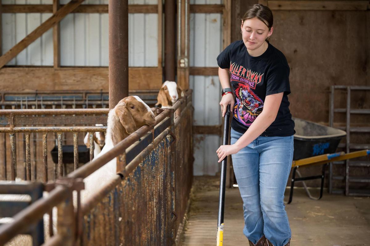 Jenna Huston, 15, sweeps up hay in front of where goats are kept by the Elk Grove High School Future Farmers of America students April 6 at the club’s farm on campus.