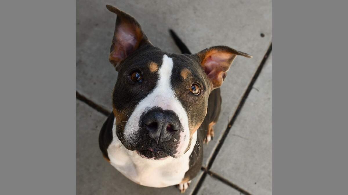 Brownie is a 4-year-old female Terrier, American Pitbull/Mix who came all the way from Florida after Hurricane Michael. She’s available for adoption at the Sacramento County SPCA.