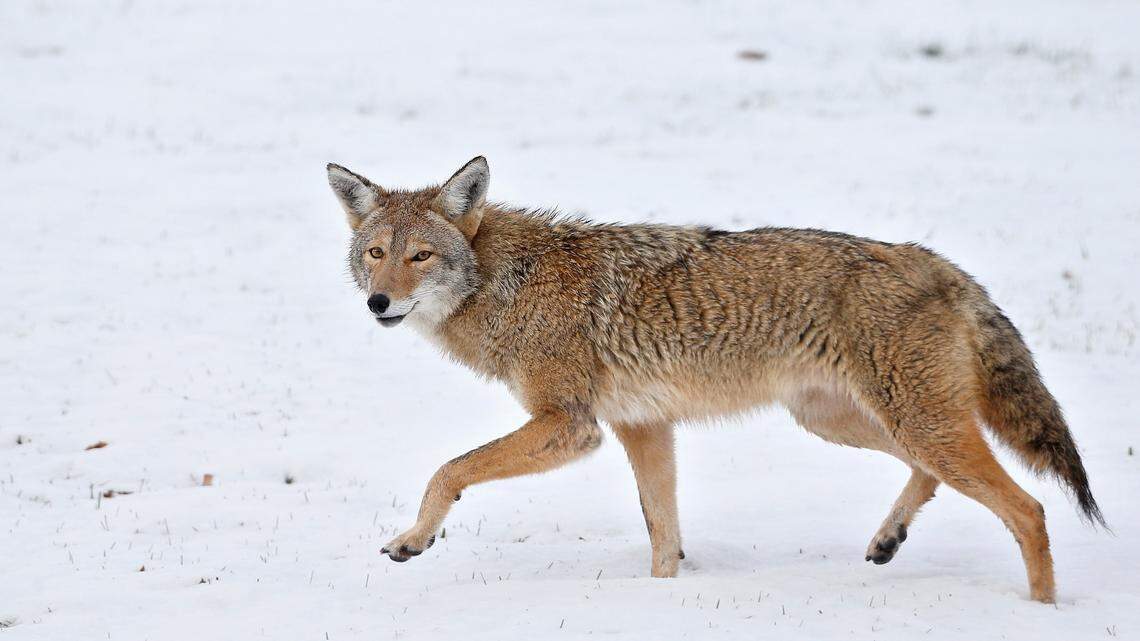 A coyote walks across fresh snow in Boulder, Colorado, in 2015. A coyote responsible for five human attacks in the San Francisco Bay Area has been caught and euthanized, the California Department of Fish and Wildlife said.