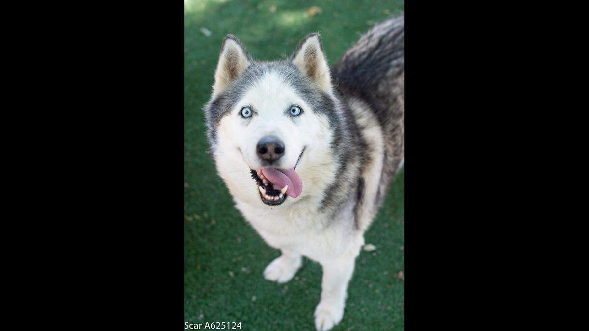 Scar, Siberian Husky.