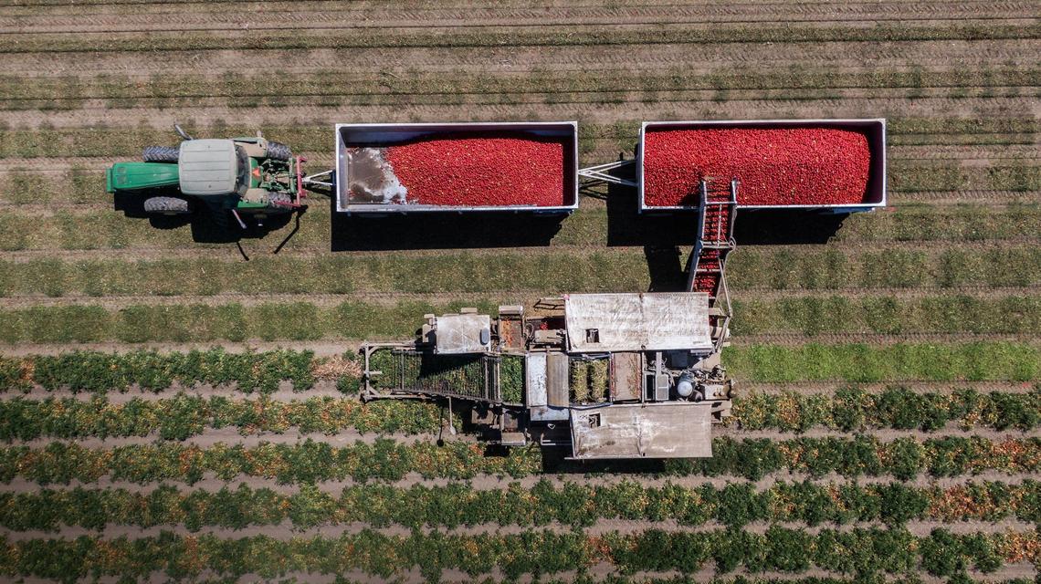 Tomatoes are harvested in a farm in Colusa County for Morning Star, the largest tomato processing facility in the world, earlier this month. The tomatoes, which were historically harvested by hand, are now grown with a thicker skin to be harvested by an automated tomato harvester.