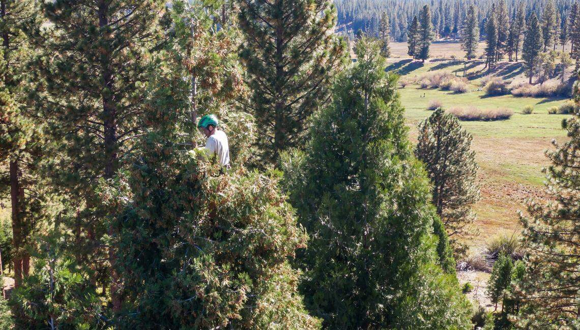 Climber Holden Mercolino gathers incense cedar pine cones for their seeds Oct. 12, 2023, in the Plumas National Forest near Graeagle in October.