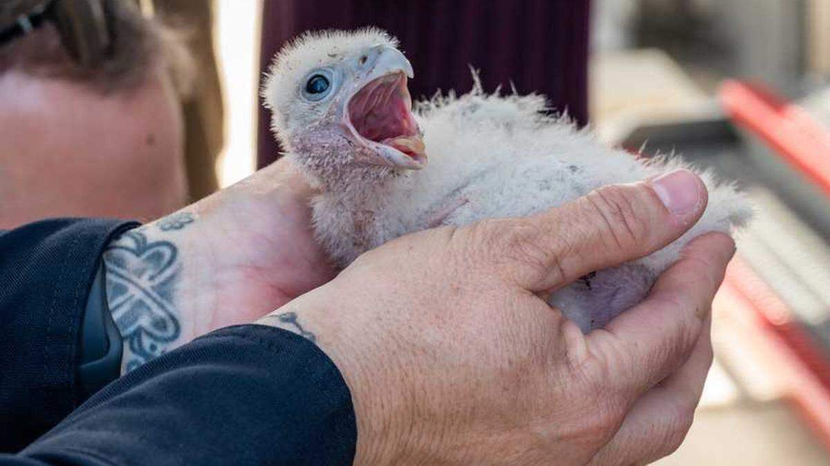 A peregrine falcon chick is examined on the roof of UC Davis Medical Center in 2021. In 2022, for the fourth year in a row, hatchlings are starting to spring out of their eggs at the hospital.