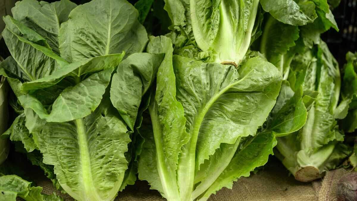 Canada is levying stringent new import standards on Salinas Valley-grown romaine lettuce until the end of the year on fears of an E. coli outbreak this fall.