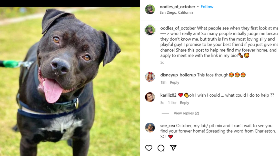 October is looking for his new home after being at a California shelter for more than two years.